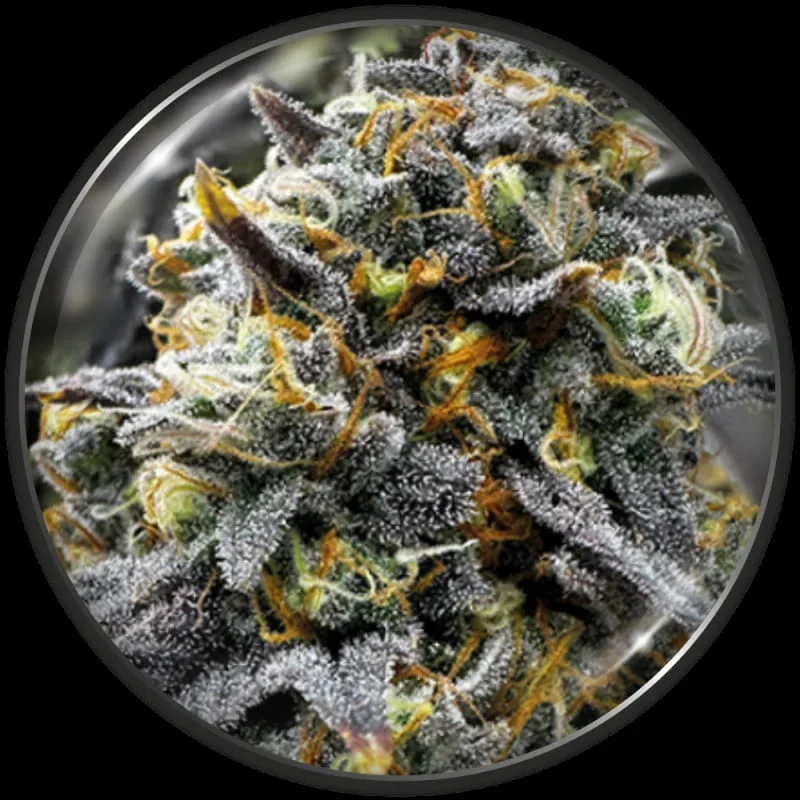 Medical Donuts 4