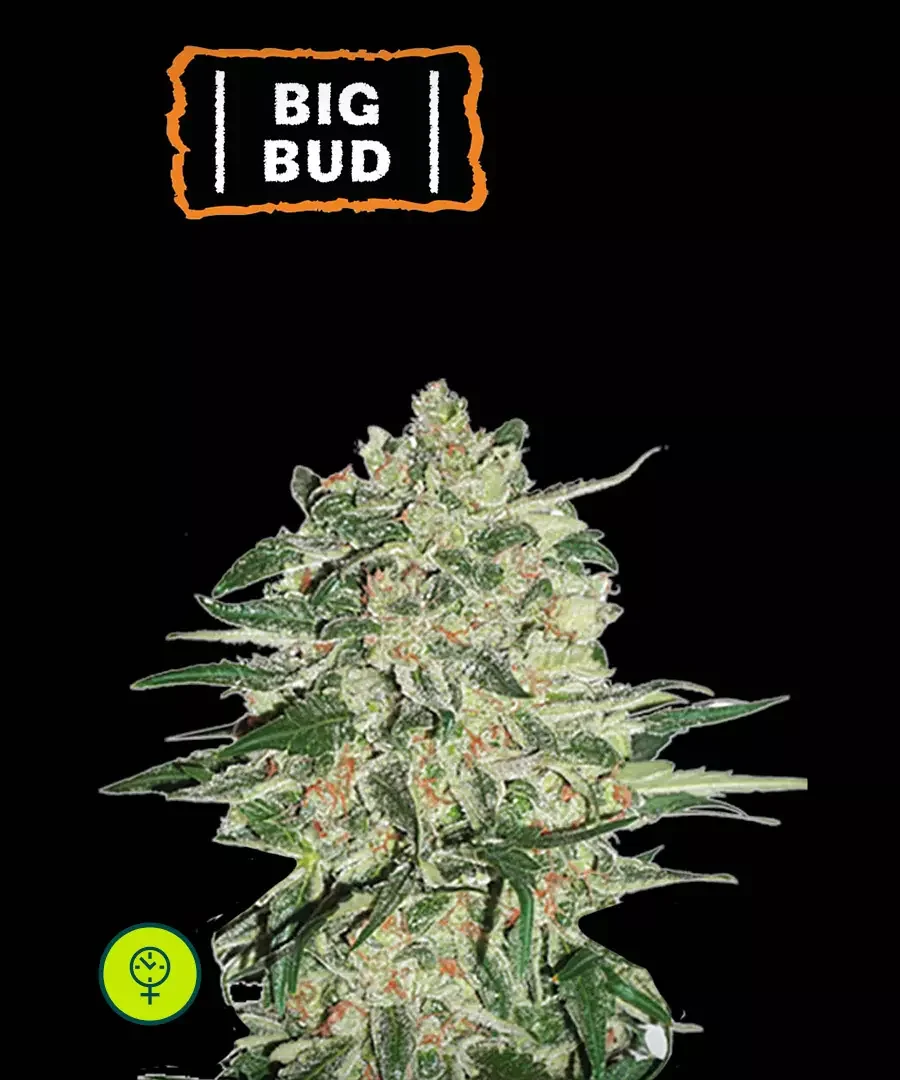 Big Bud