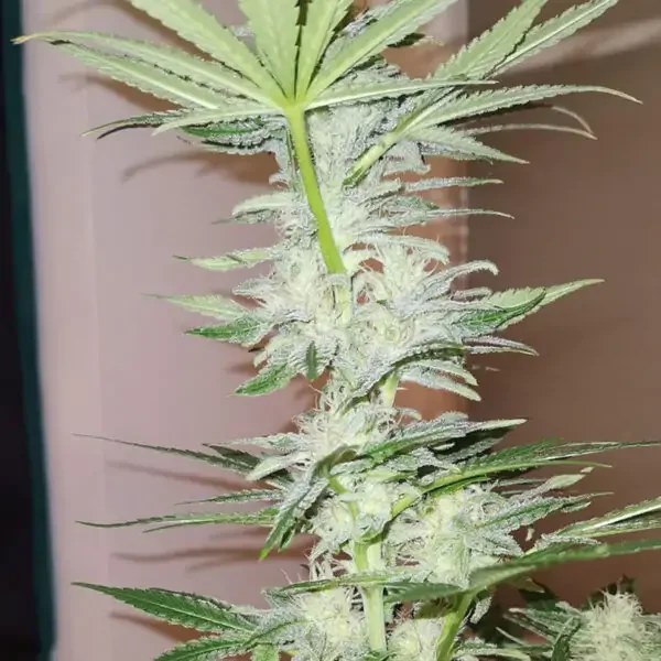 Kosher Haze 5