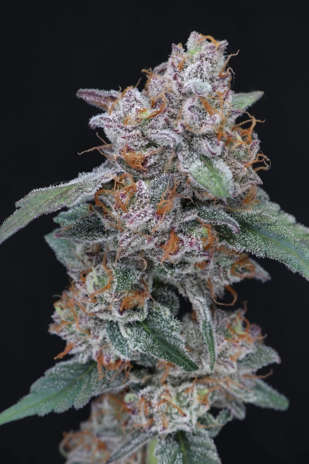 Sherbacio Og 2