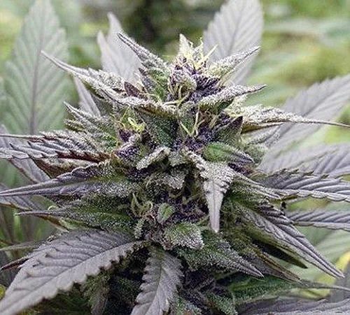 Og Devil Skywalker 3