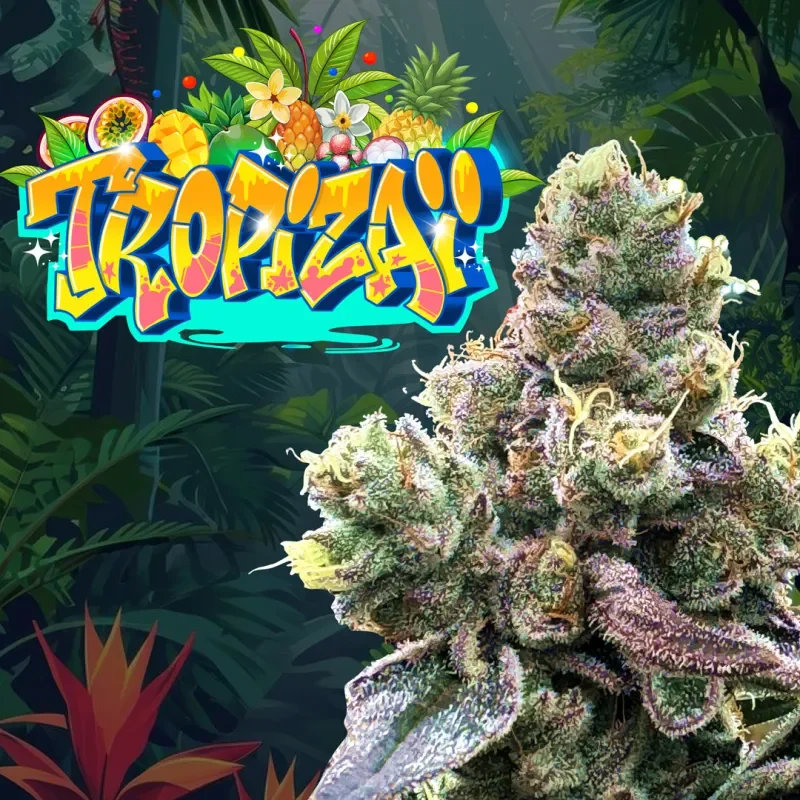 Tropizai 5