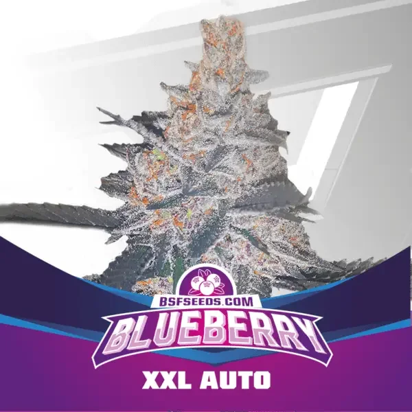 Blueberry Xxl 4