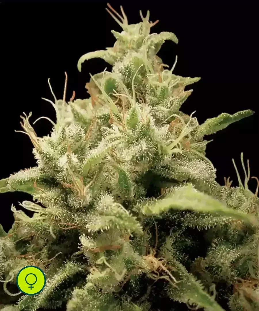 Opium 5