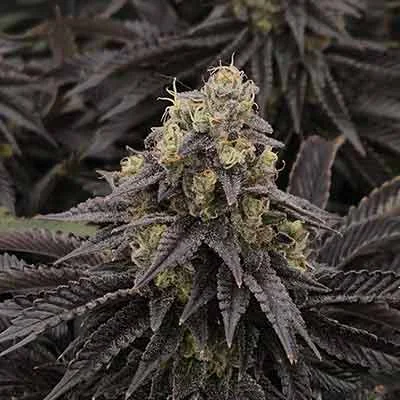 Strawberry Haze