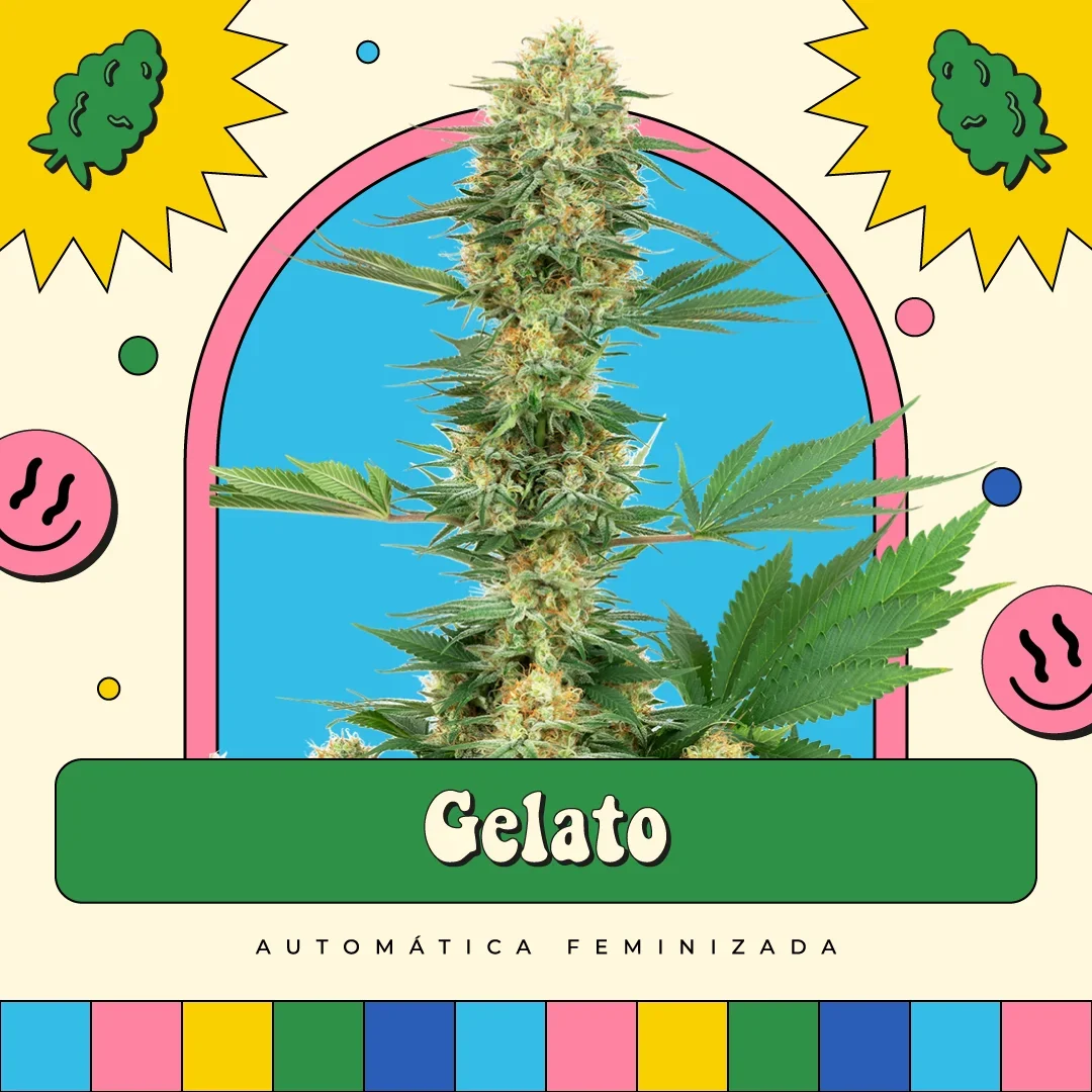 Gelato